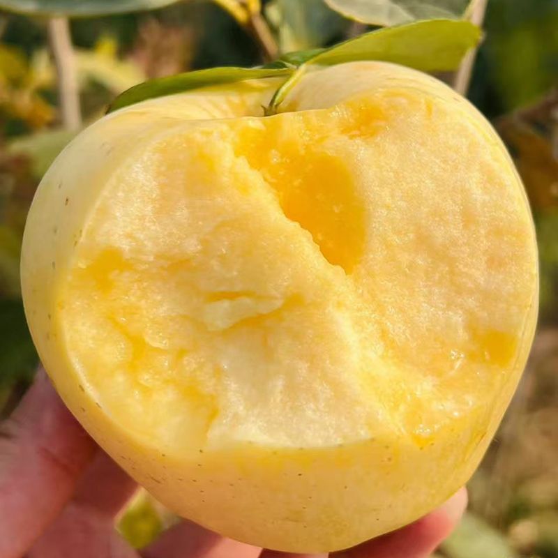 山东烟台苹果栖霞奶油富士苹果黄富士脆甜爆汁小孩孕妇水果