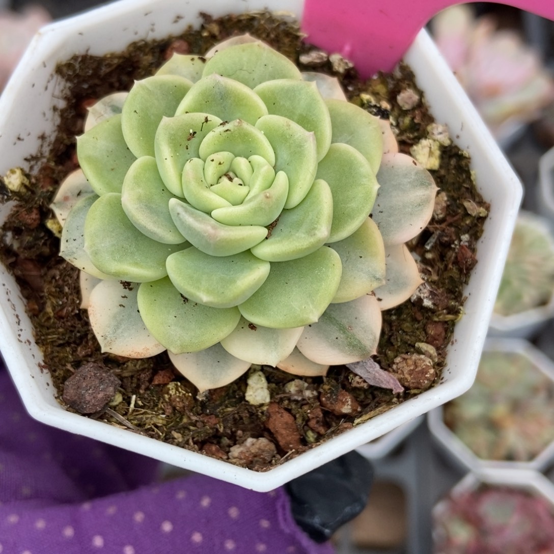 55布偶锦多肉植物