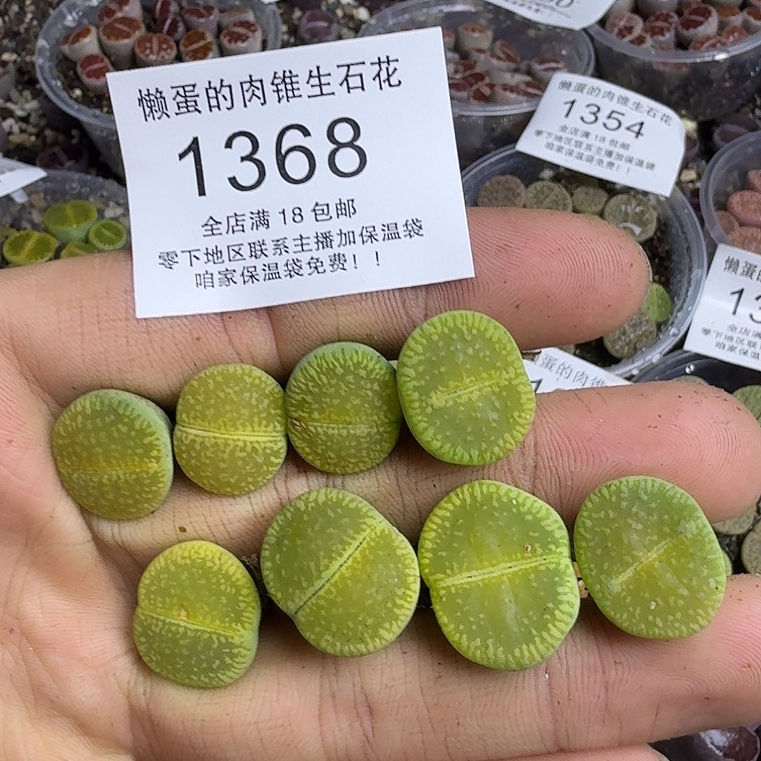 1368 哈哈哈哈哈哈哈哈哈