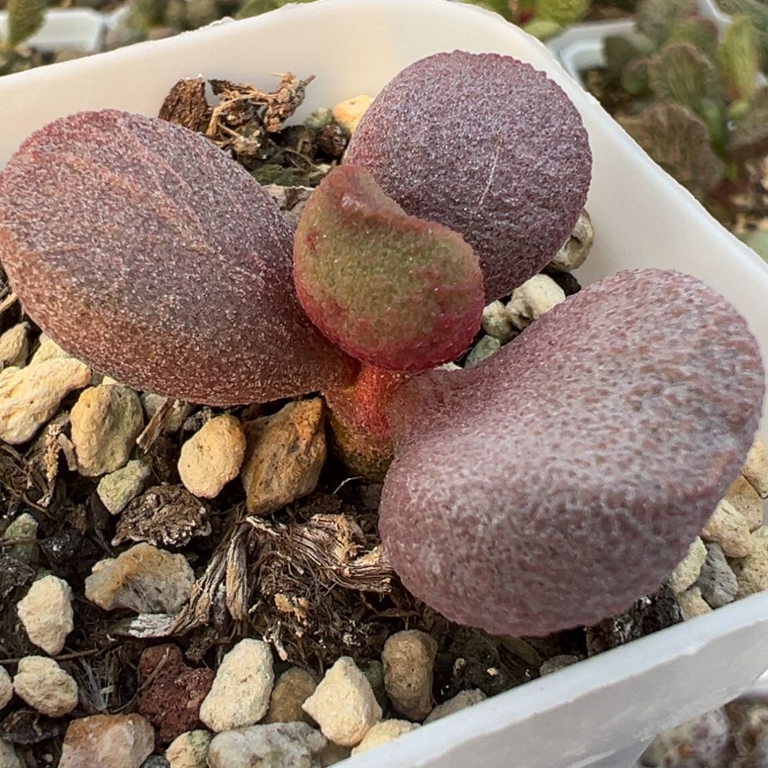 甜心单头纯木质桩多肉植物水泡