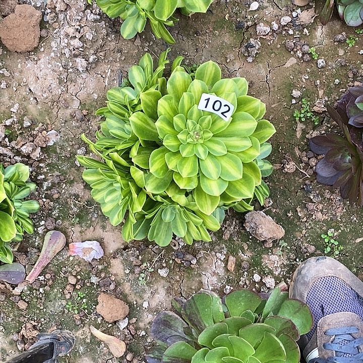 多肉植物法师102翡翠琉璃