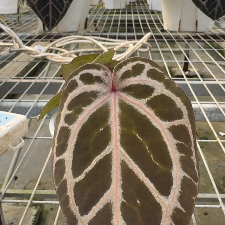 完全开放15号紫k双头