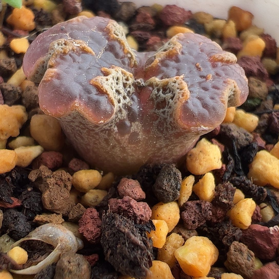 一物一拍脱土发。 694