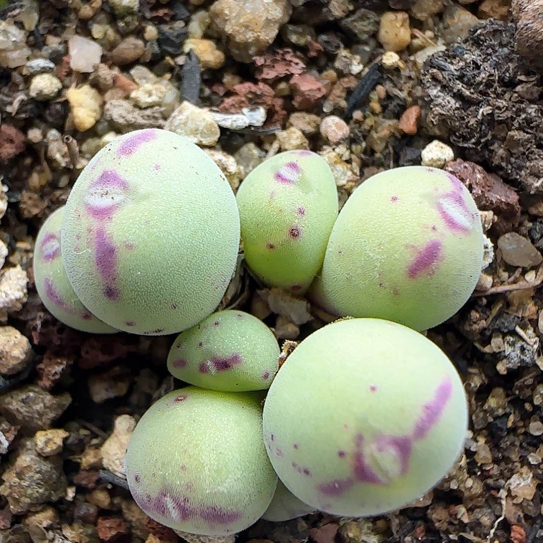 脱土年后发货245522