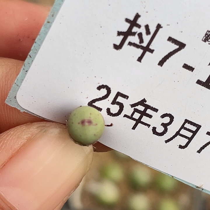 7-104嘴1380b多肉植物