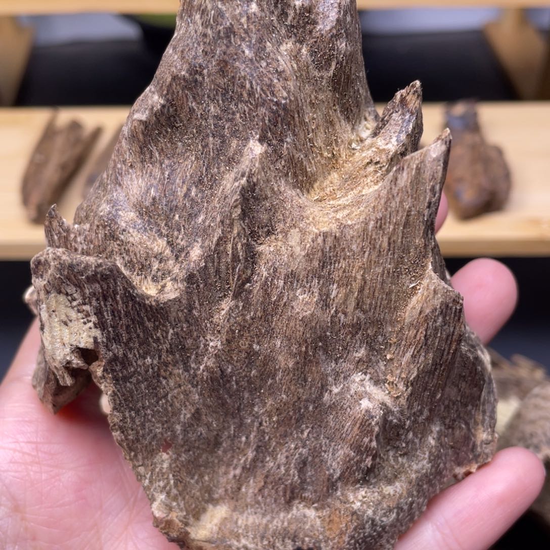 33.2克海南五指山老壳子香