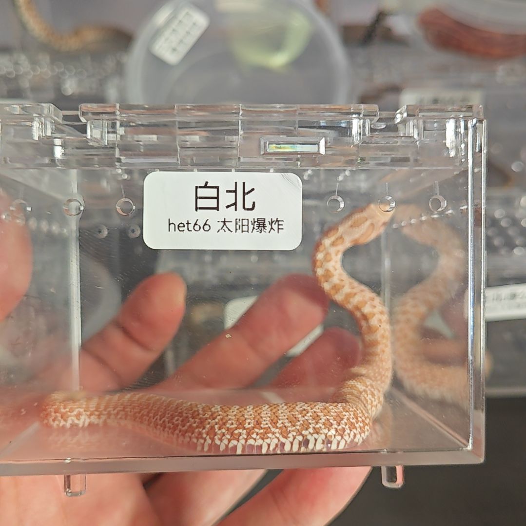 豹纹守宫白化北极66太阳