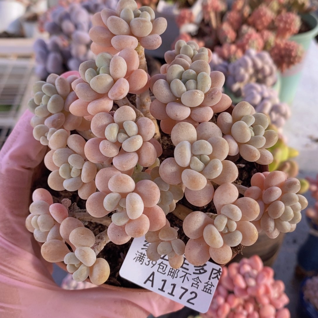 洛可可10草莓1172多肉