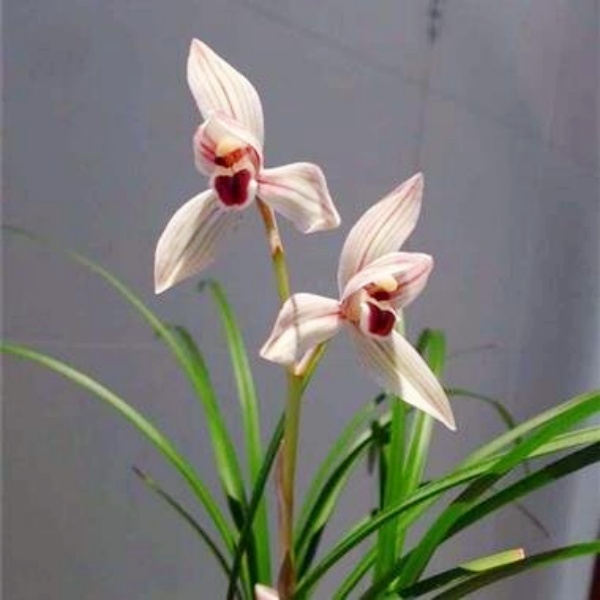 【莲瓣兰-心心相印】古道兰艺高山国兰 易养活无温室阳台养兰