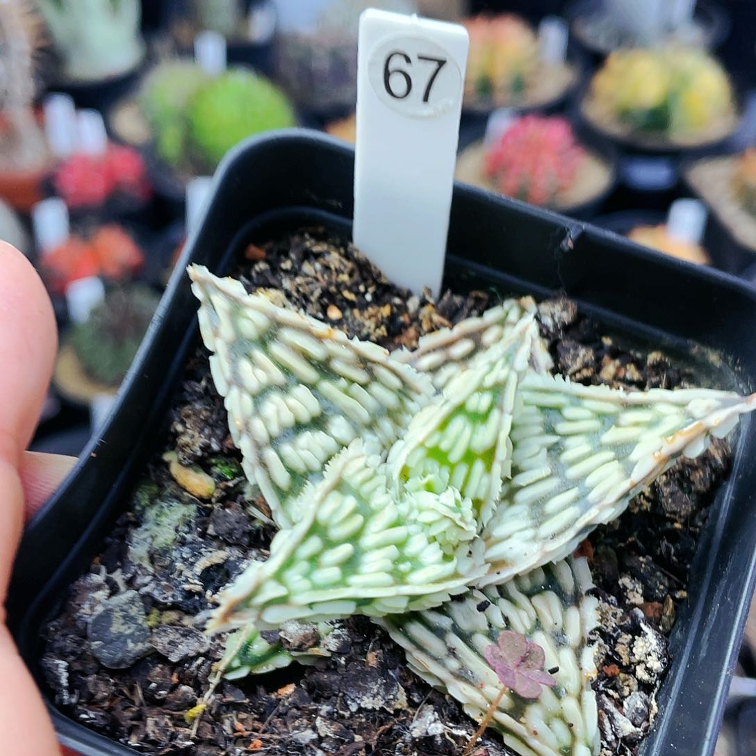 非偏远地区满25包邮发货仙人球