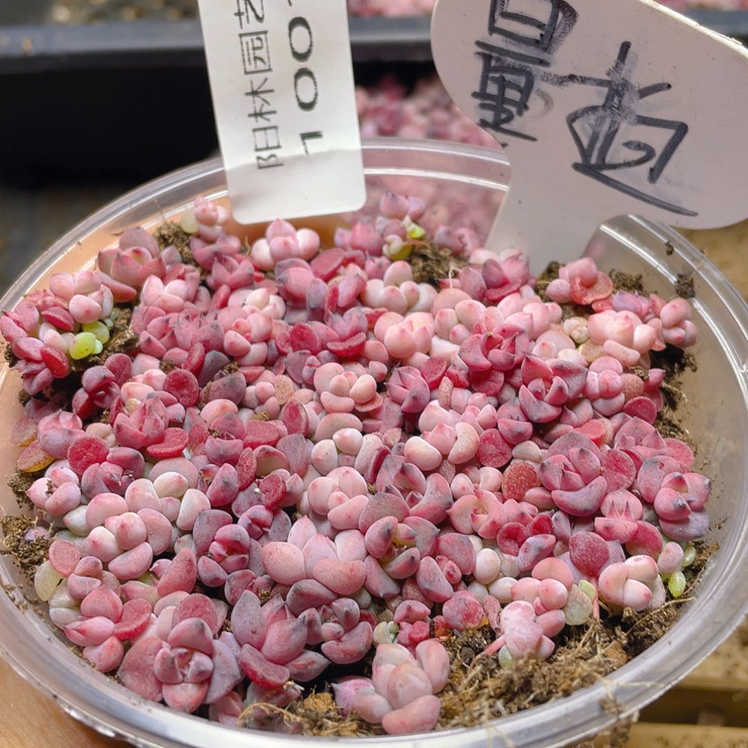量拍多肉植物多肉植物1001