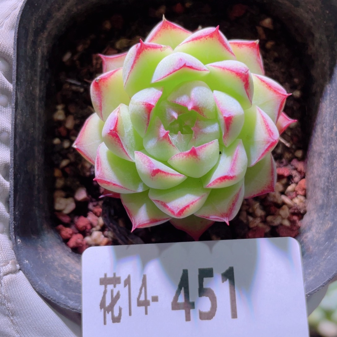 花利美14-451女王