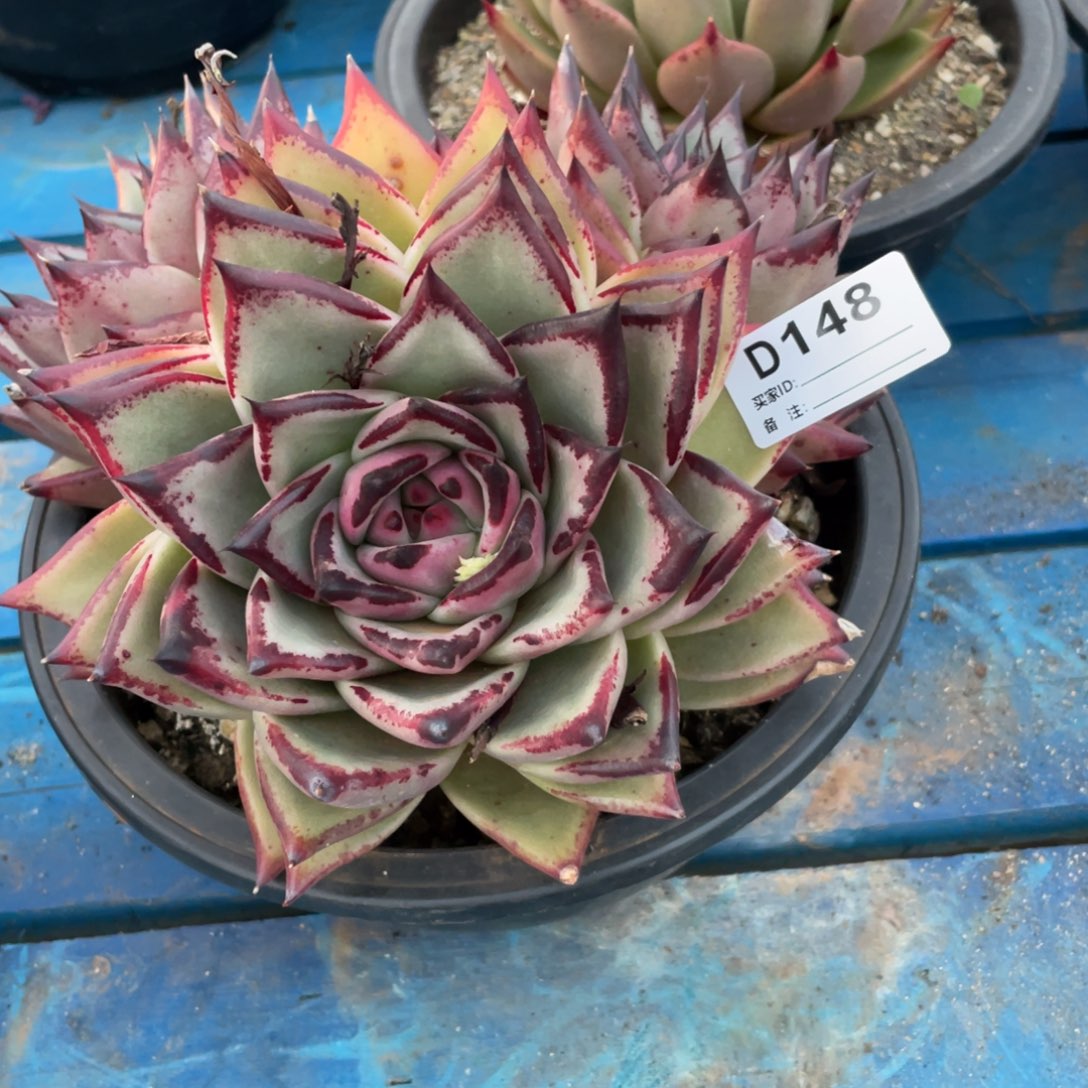 无花朵若如东云单拍D148