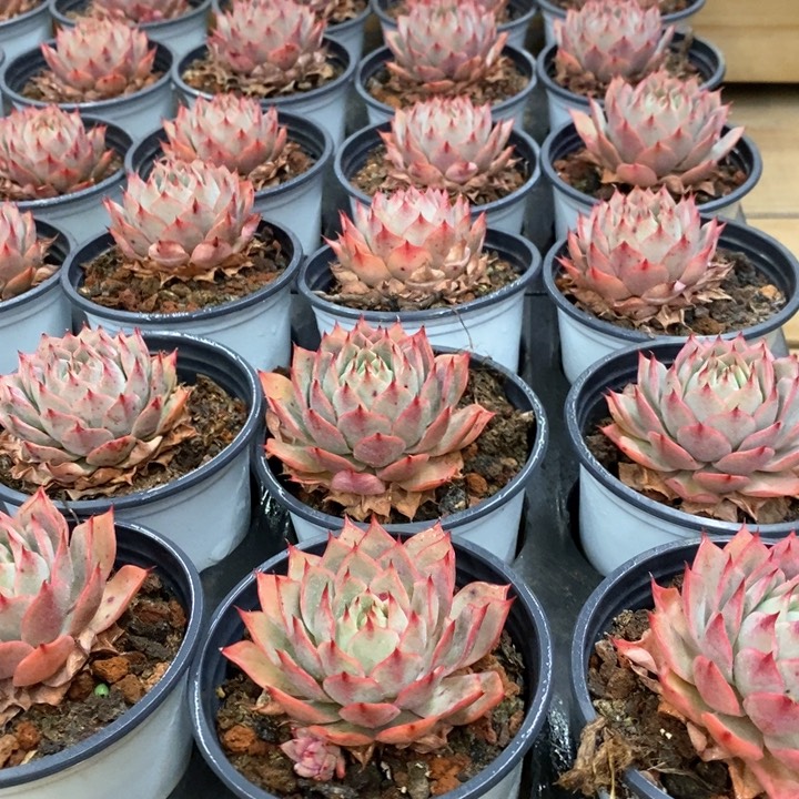 79。林杰安娜。单头。