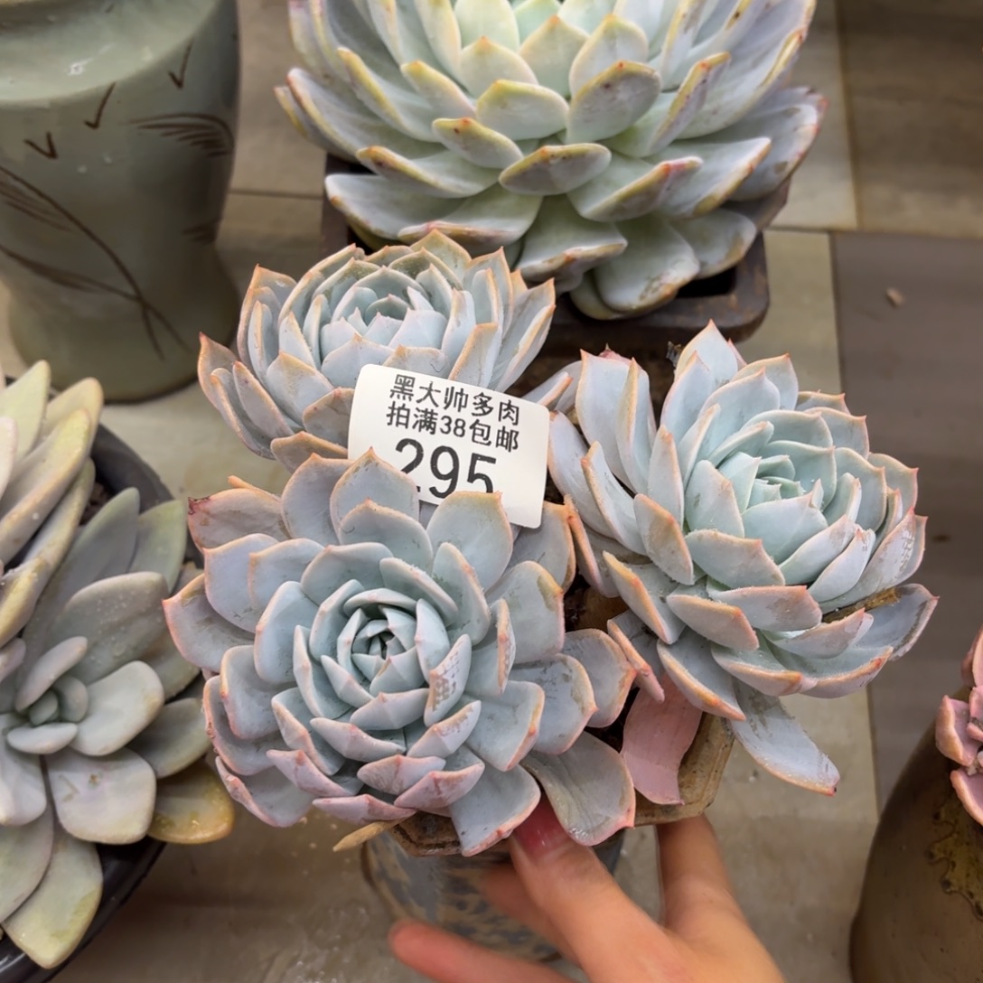 展***了黑大帅多肉295奶茶杂