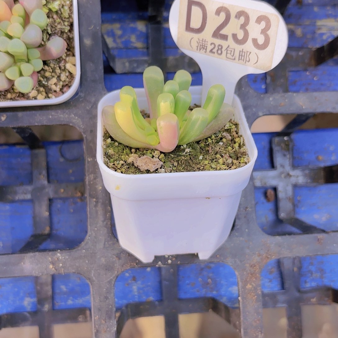 D233五十铃玉金一物一拍