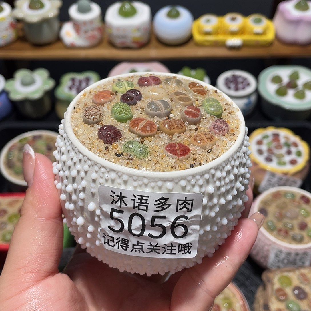 带盆土植物 一物一拍5056