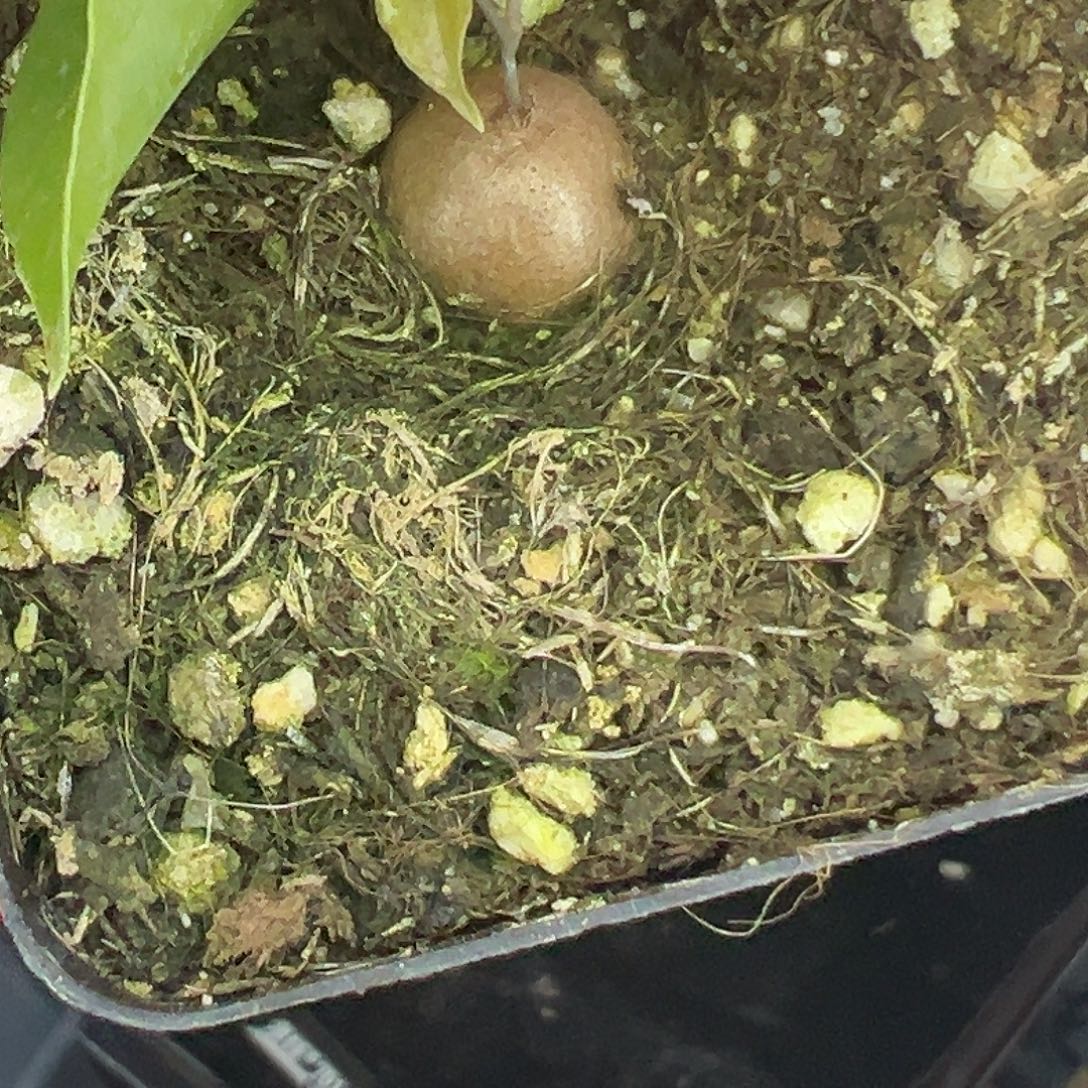 多肉植物专拍植物不退换 一物一拍 675