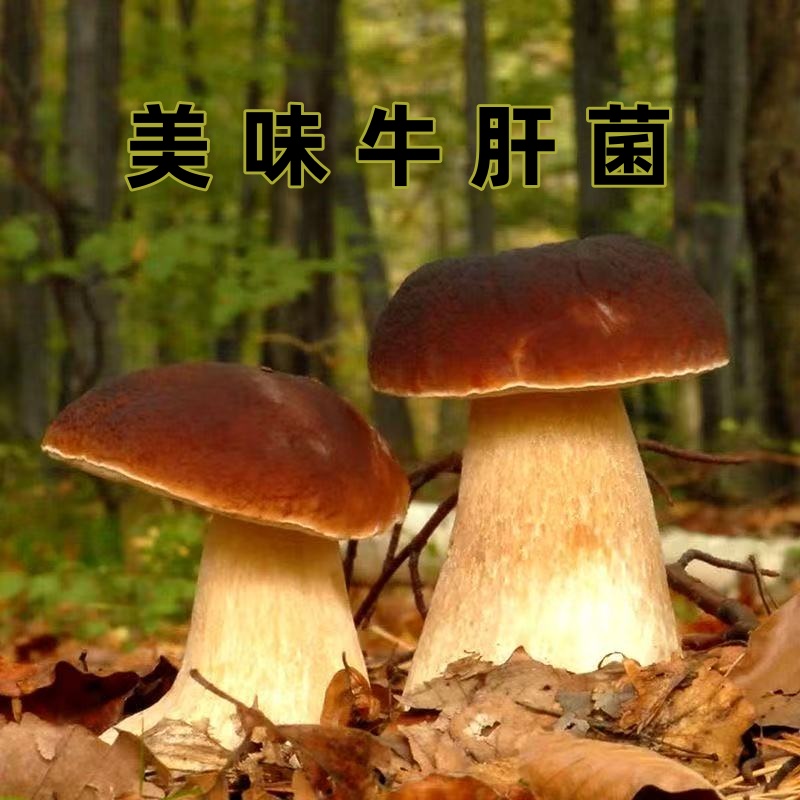 美味牛肝菌鲜货食用菌