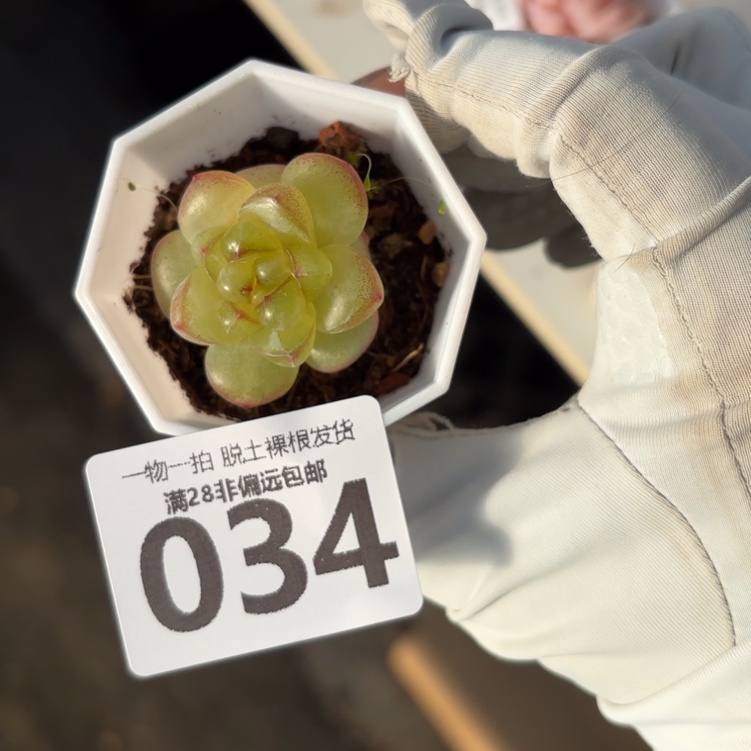 恶魔之泪单头无盆土发货