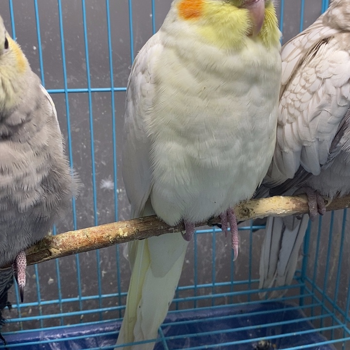 玄凤鹦鹉/鸡尾鹦鹉