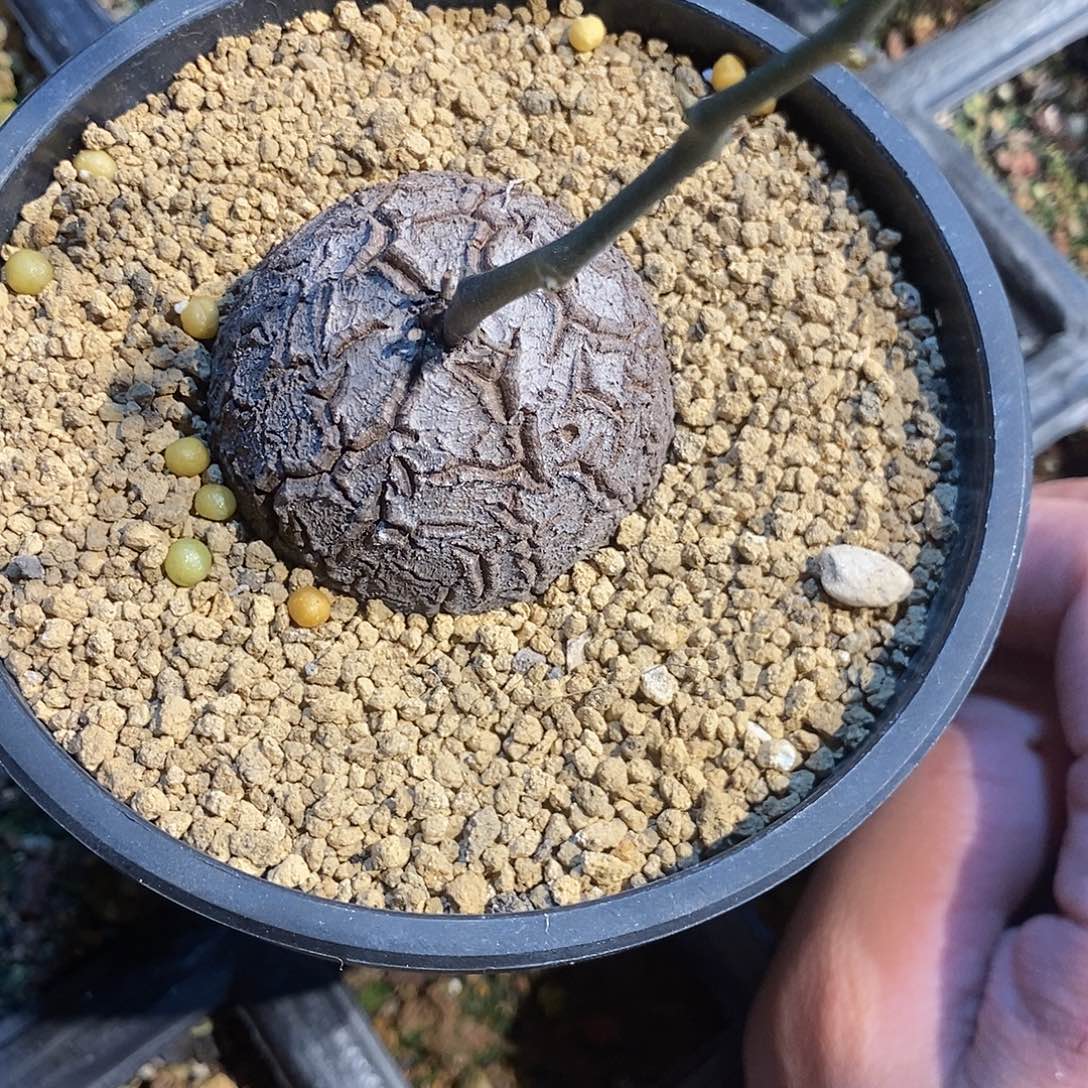 南非龟甲龙 直径4.8cm 带盆发货