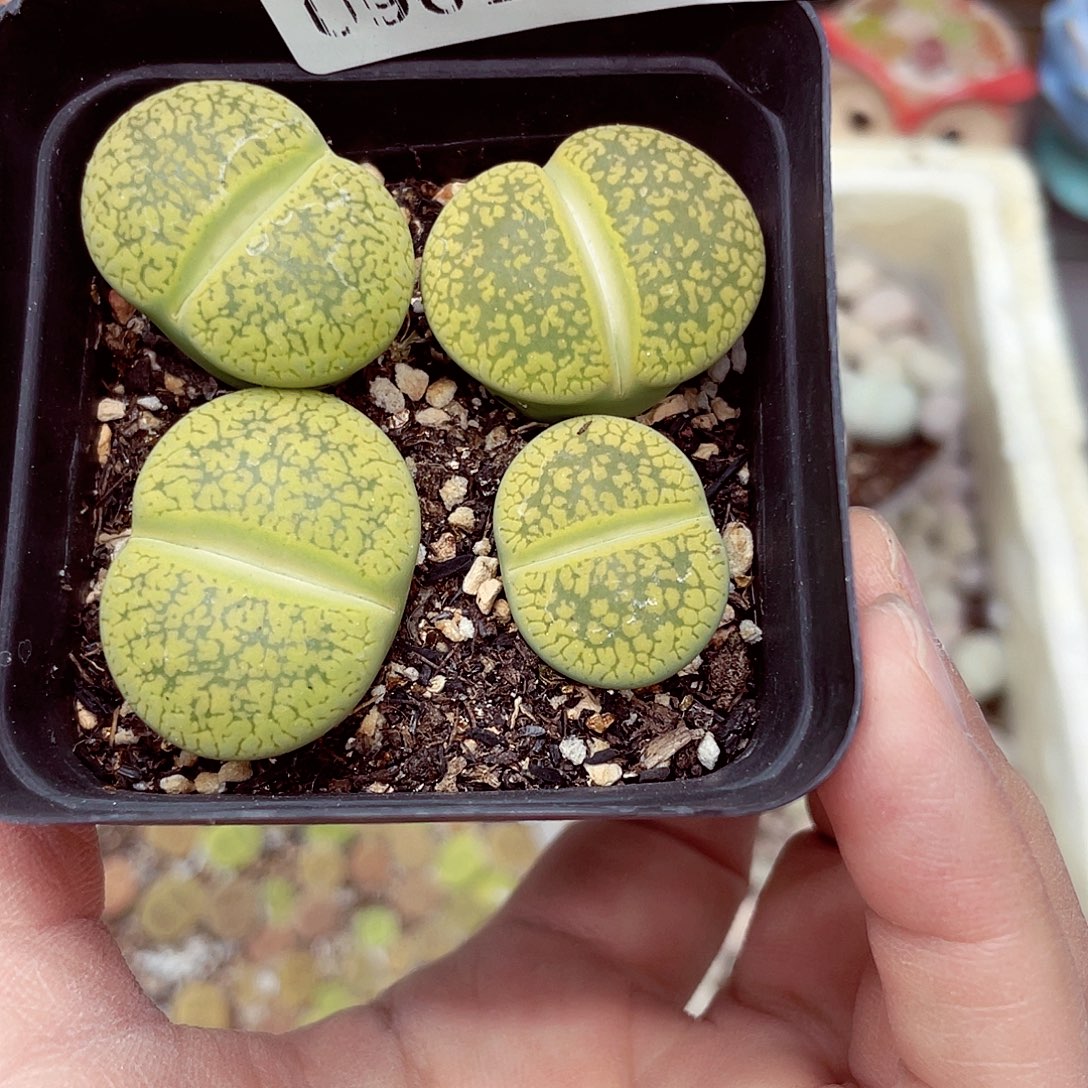 生石花满18包邮0901-30