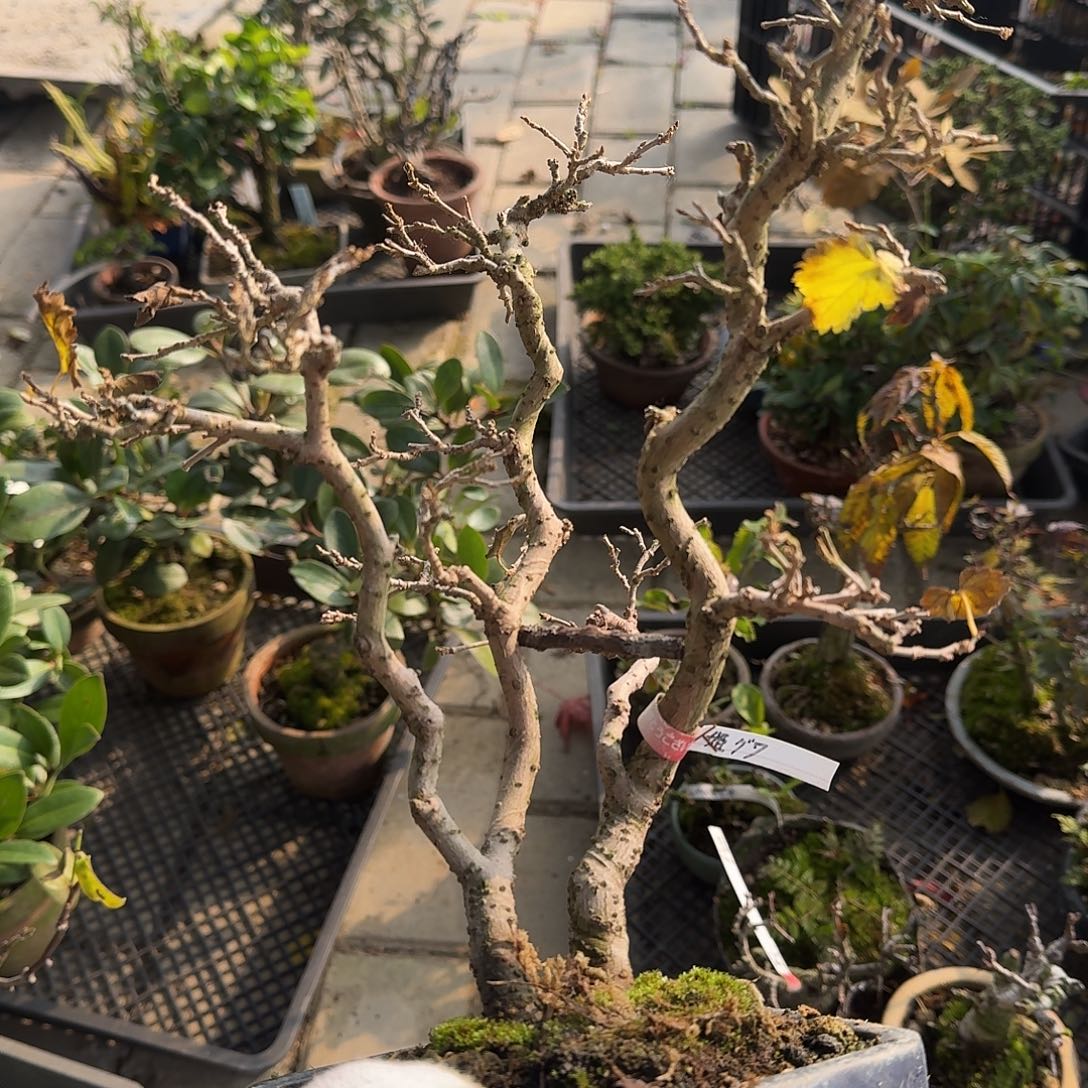 墩***～无花朵543顺丰到付