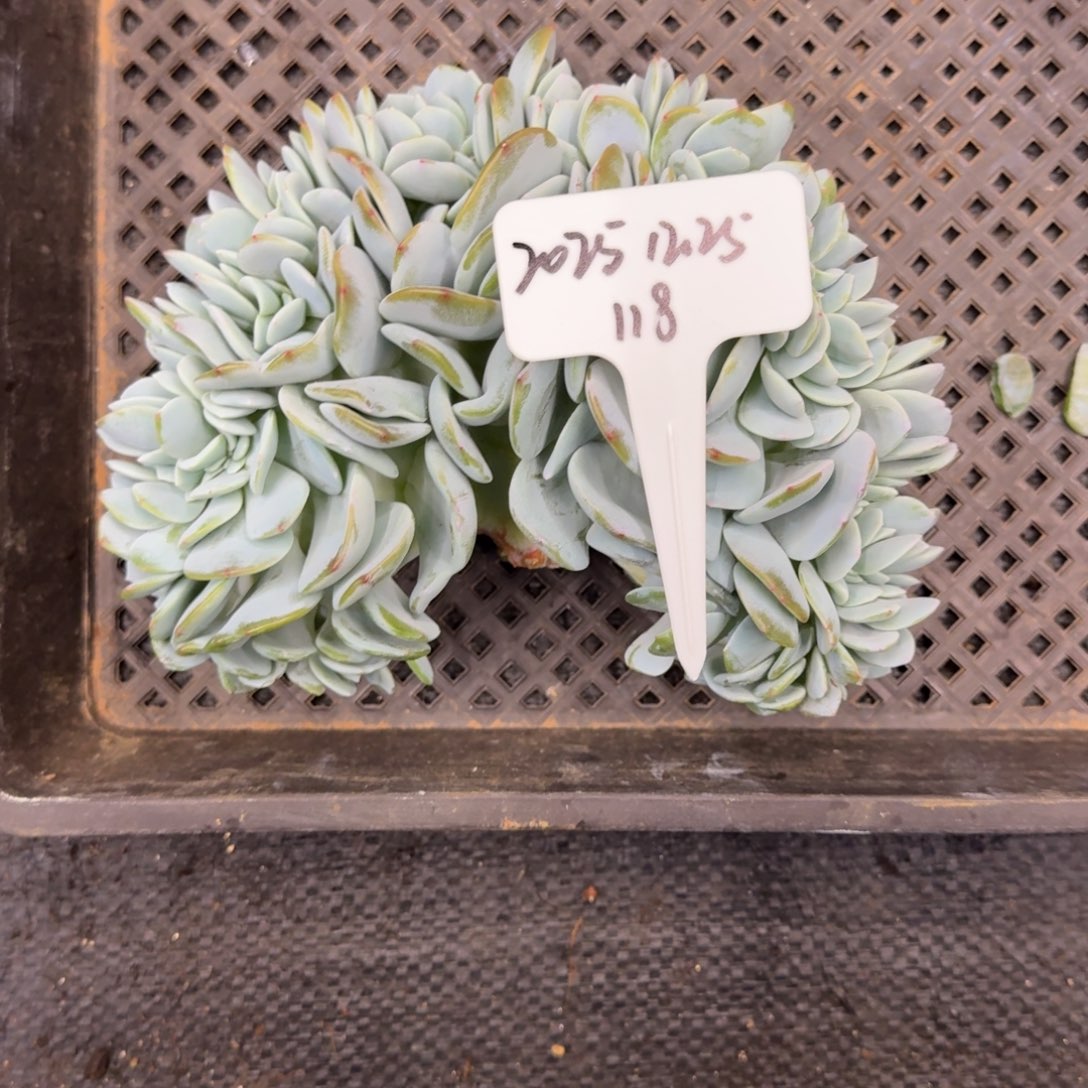 嘻***怪一物一拍奶茶缀化118