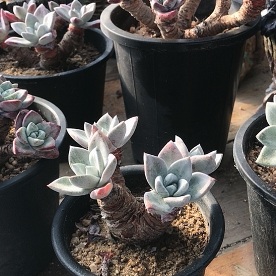 韩货苹果叶仙女棒