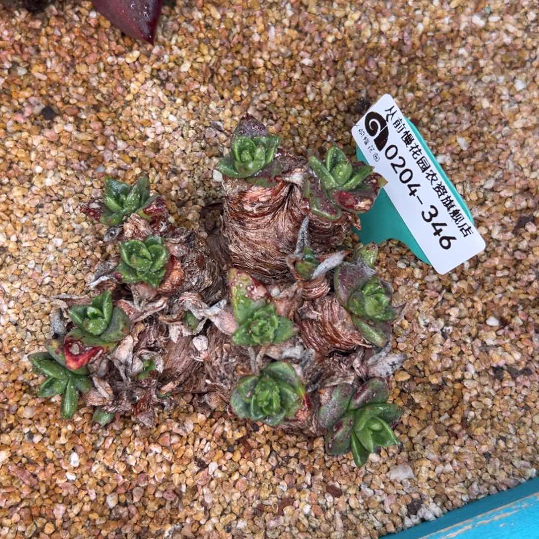 多肉一物一拍0204-346