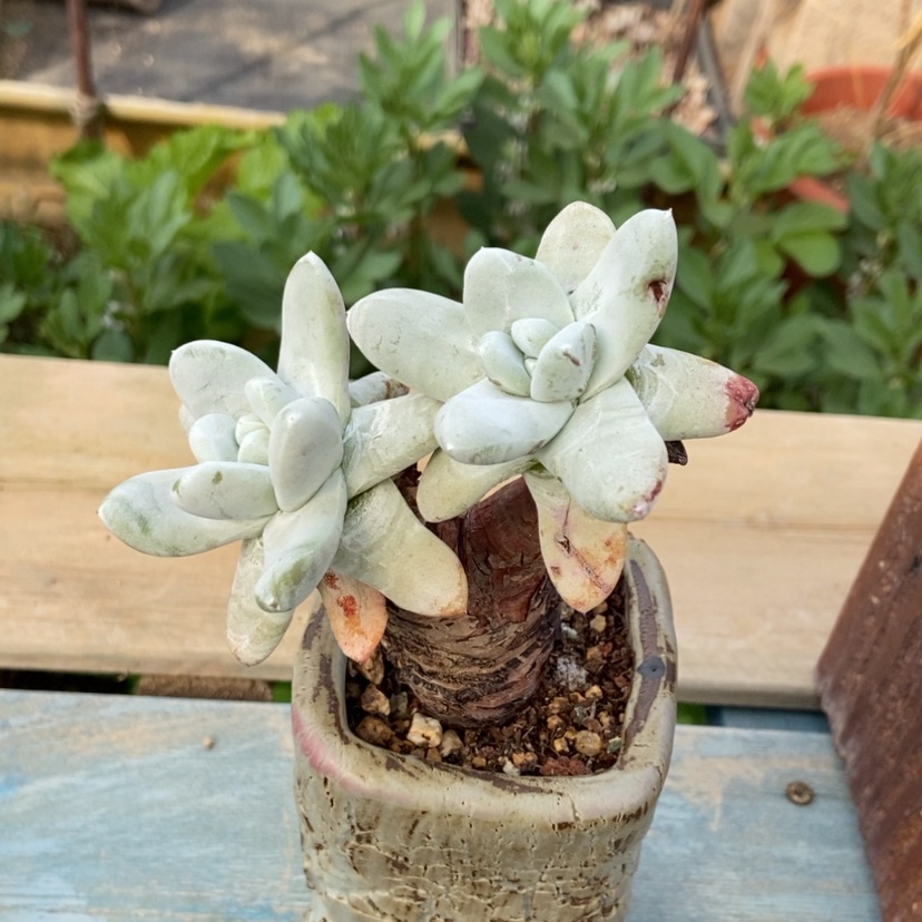 【闪购商品】拇指老桩