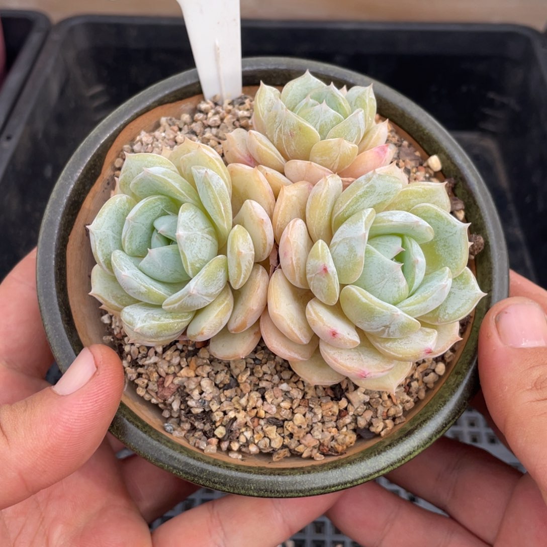 0617劳林不带盆9厘米