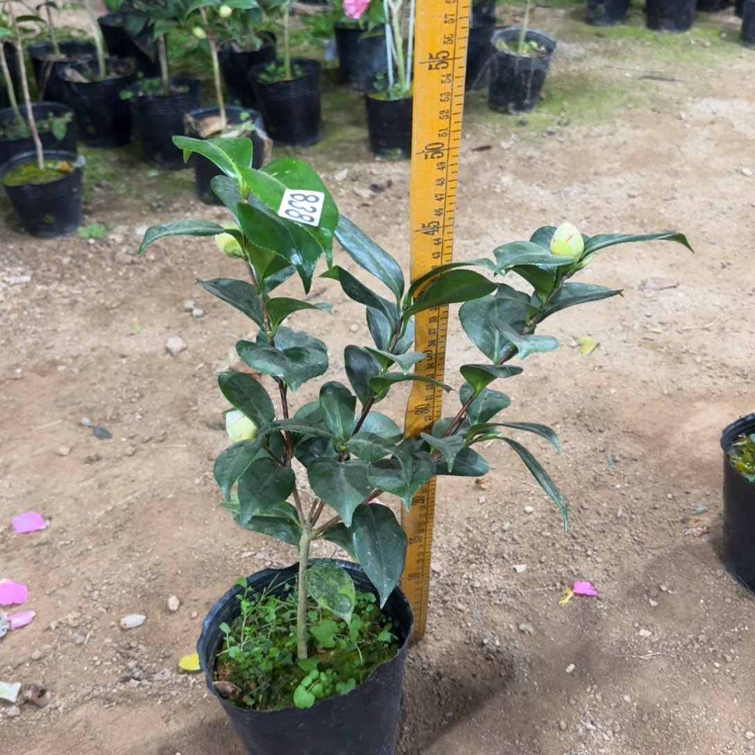 少量花朵（建议范围：2朵-5朵 或40%以下）838白乔