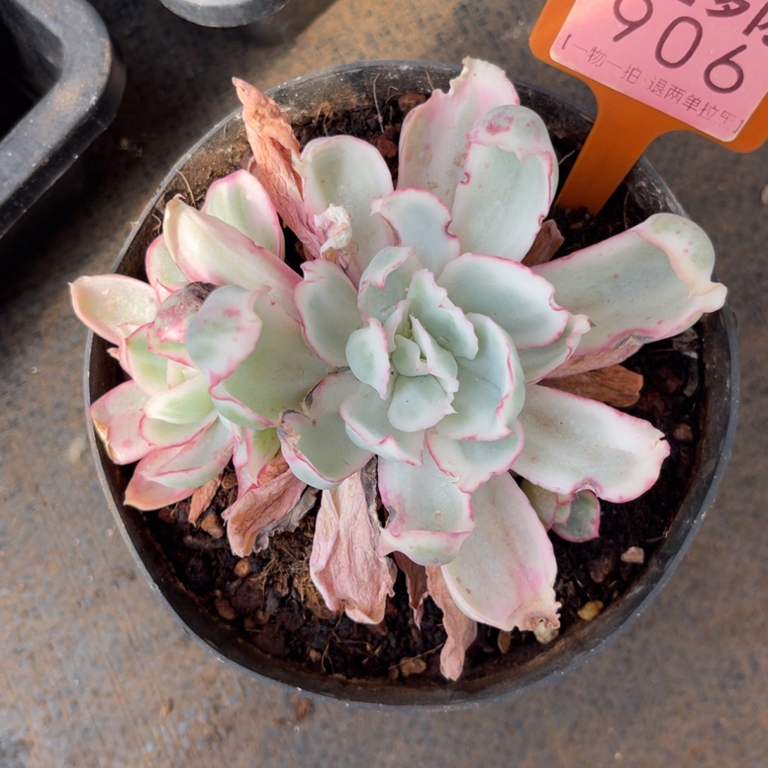 云尘多肉一物一拍906