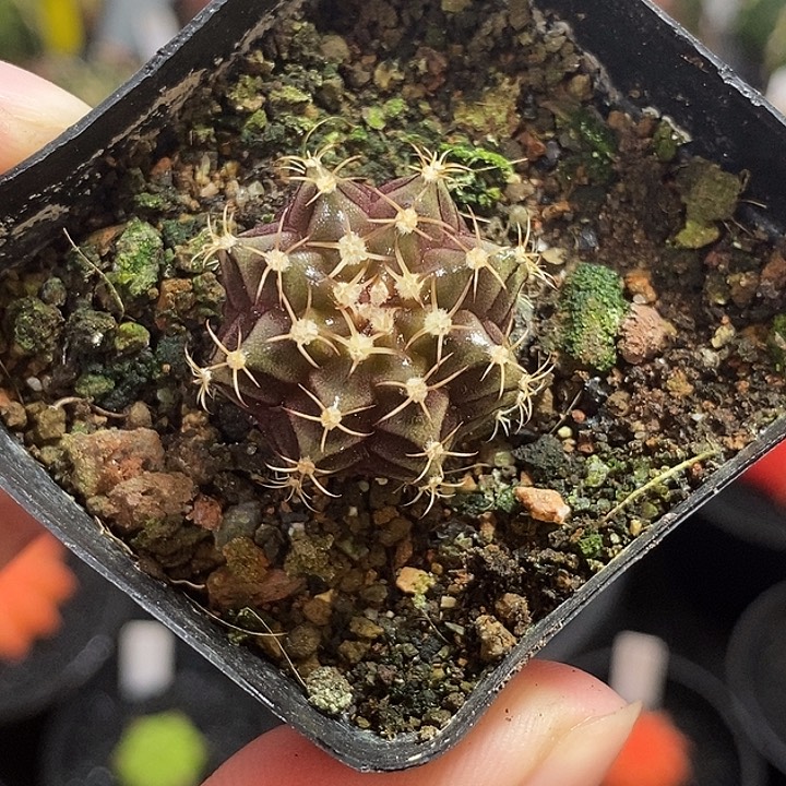 精品米哈—脱土发货8