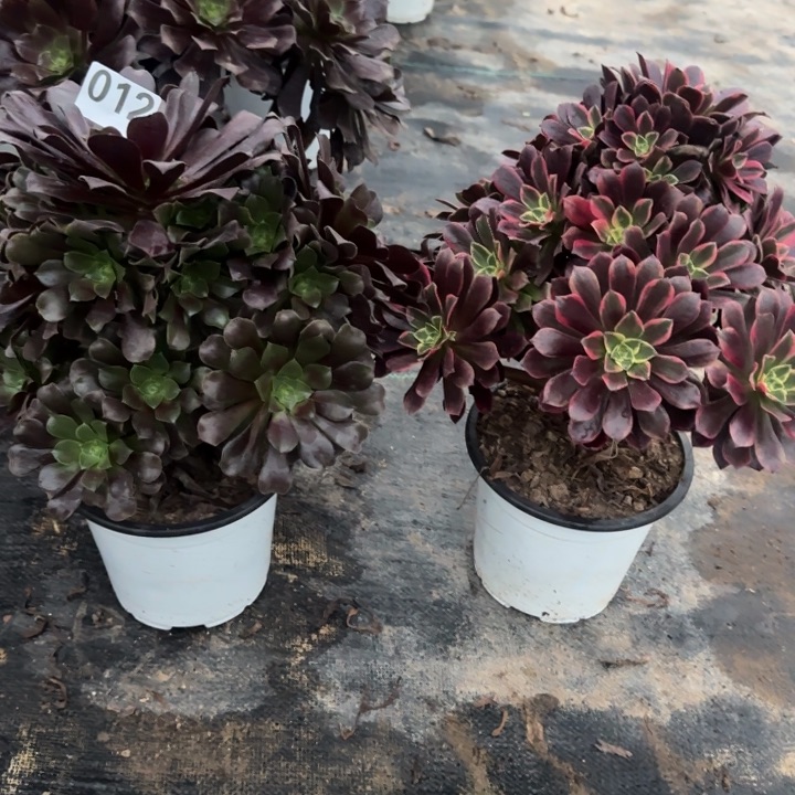 012欧紫➕金丝雀包邮。       