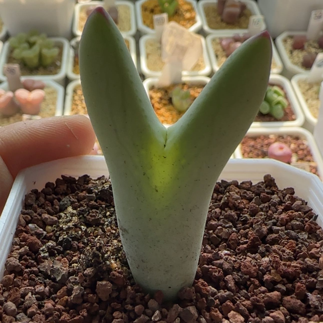 【闪购商品】1024木纹皮卡丘