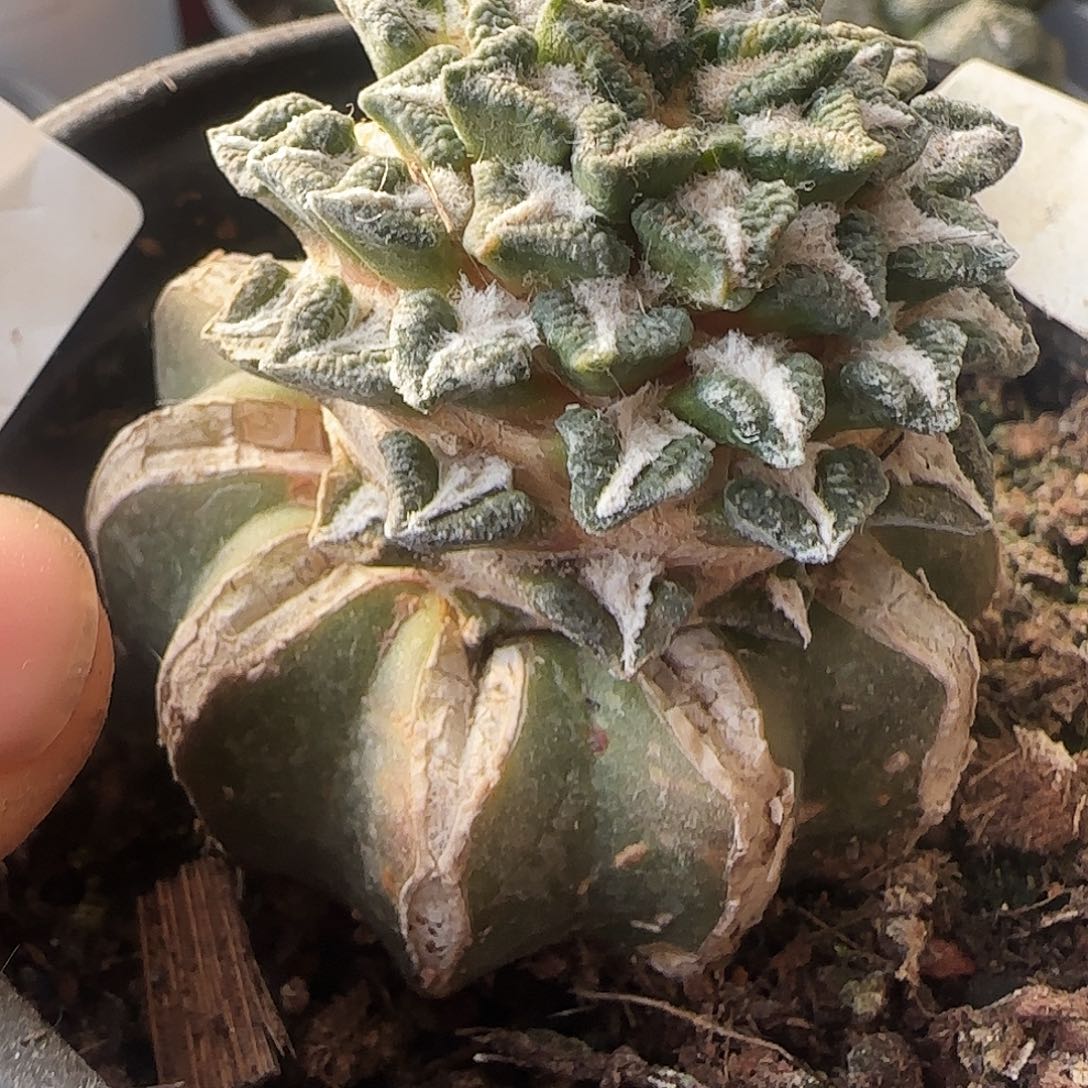 黑牡丹430仙人球开花啦