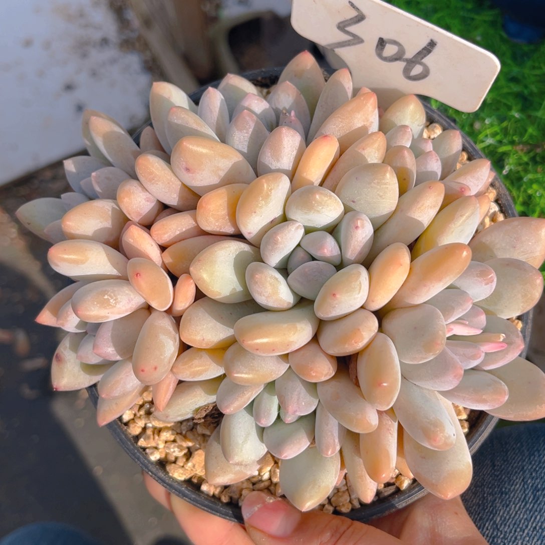 香水88888888888888