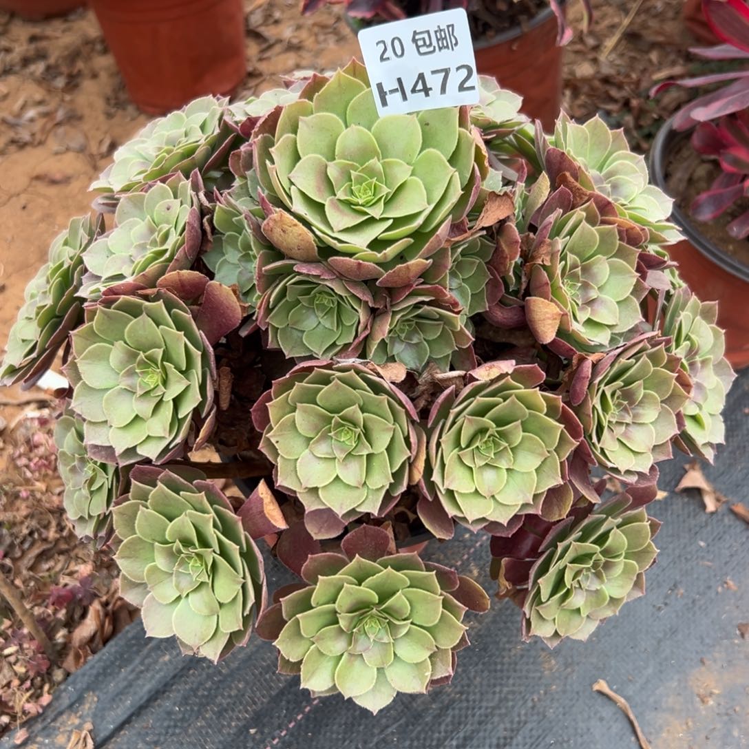 472沙拉碗，多肉法师