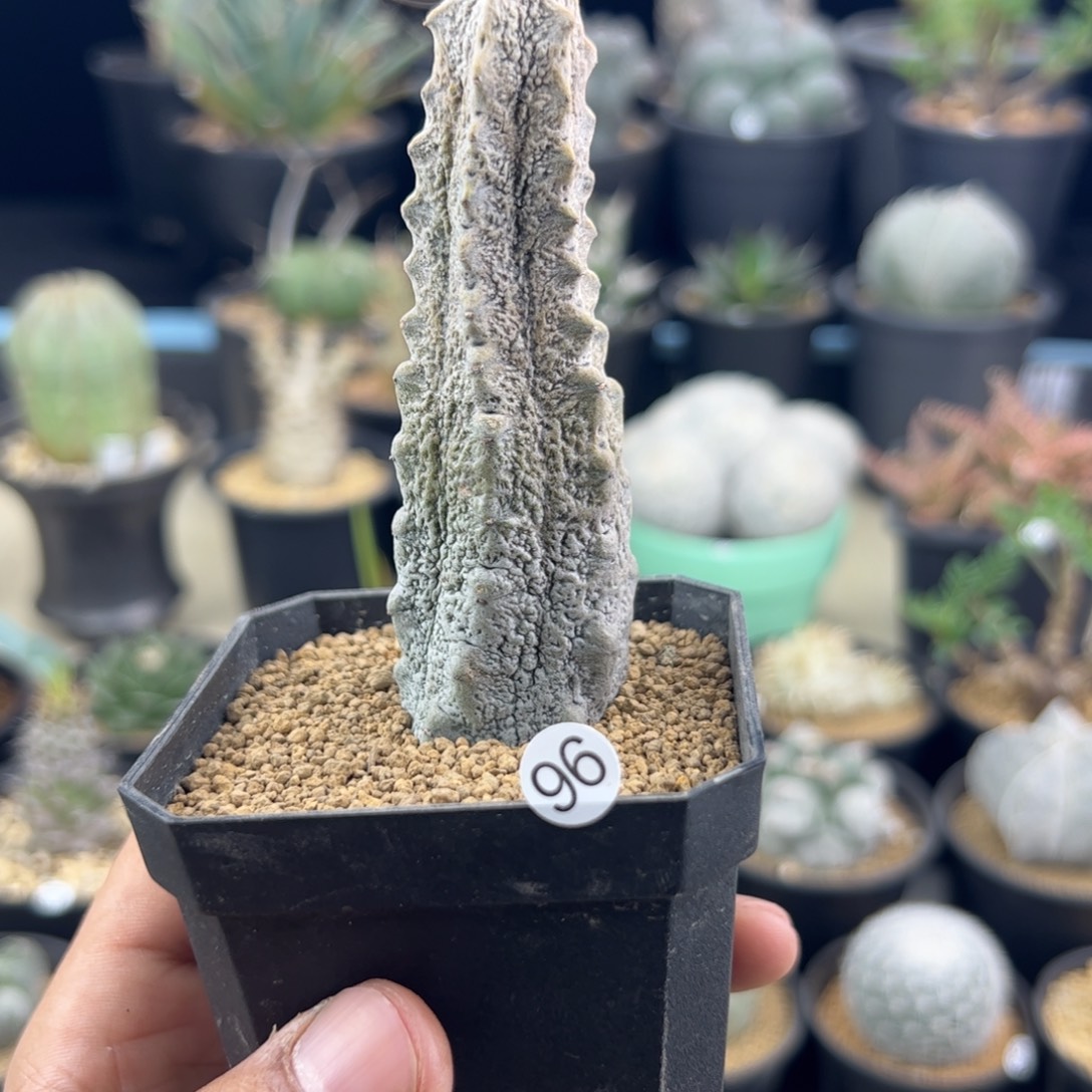 水泥柱单头一物一拍