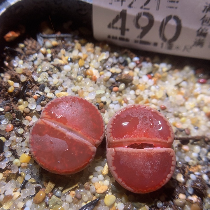 精品生石花221.490