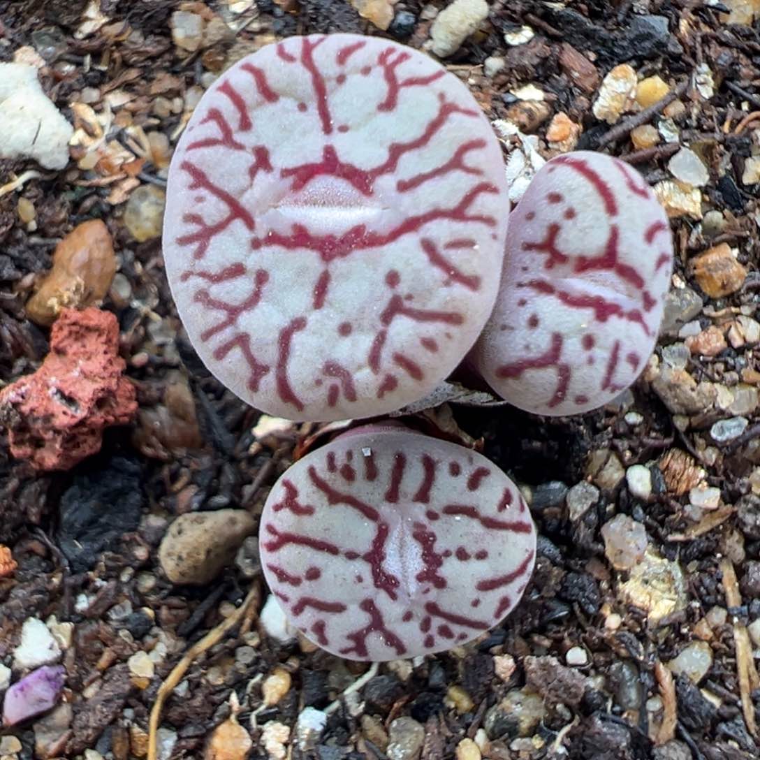 3.8好看的多肉脱土发货537