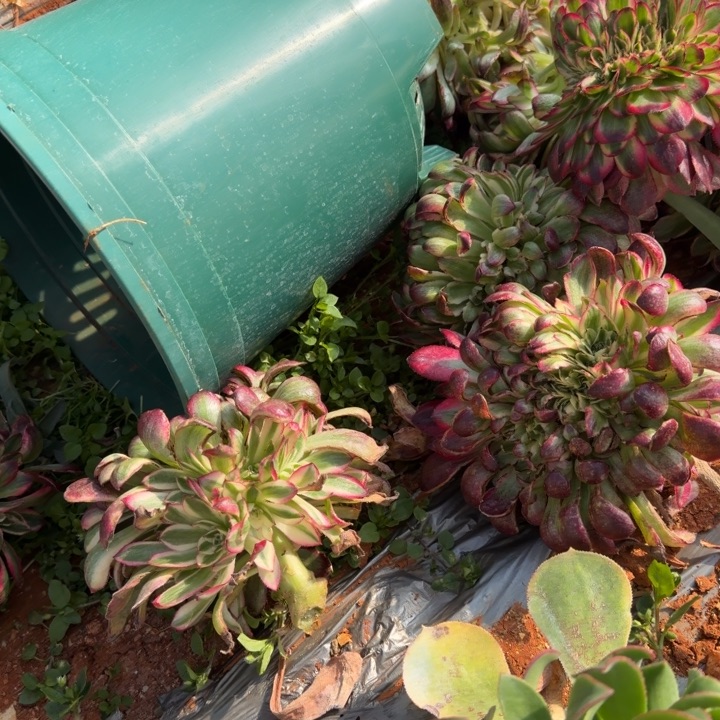 鱿鱼缀化啊啊啊啊