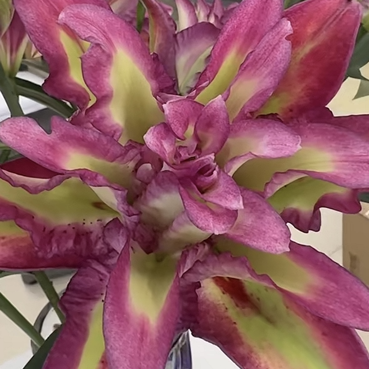 【蕾哈娜】18/20重瓣大花浓香种球周长大四季可种阳台庭院种植耐寒