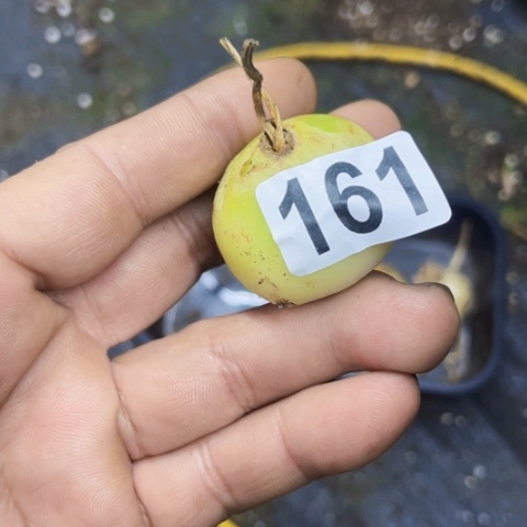 161苍角殿0下不拍货