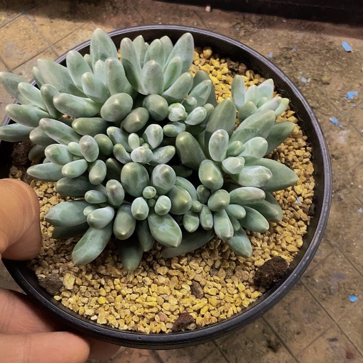 乌拉奶一物一拍哦