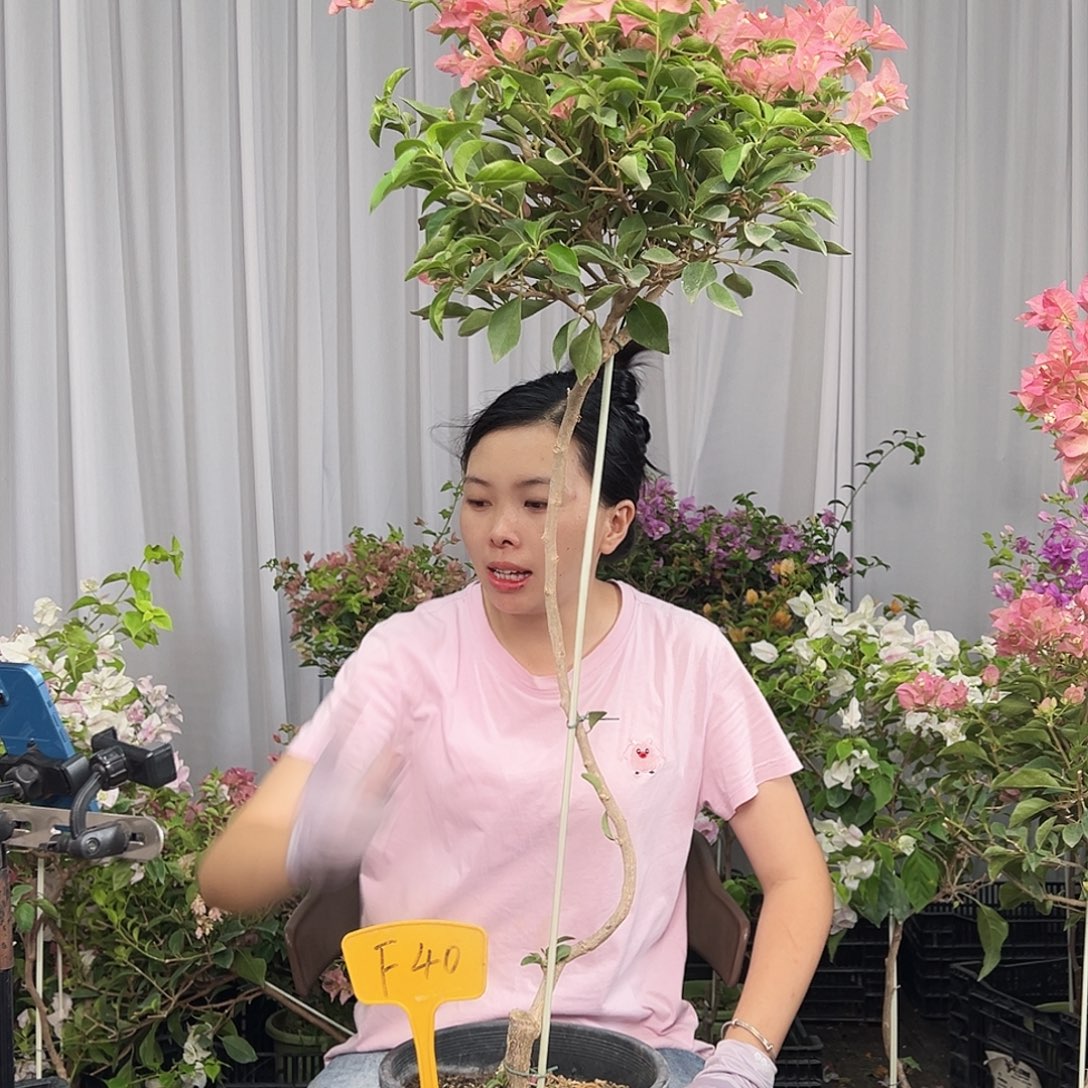 晴***️当前无花栽培后可以开花F40卡亚塔