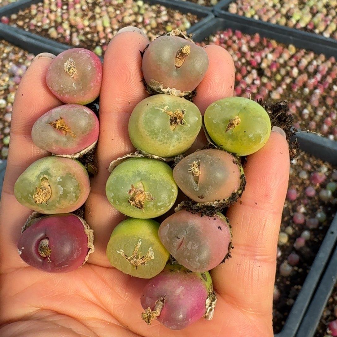 4703开播福利一手毛汉尼